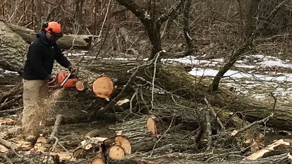 Altoona PA tree care
