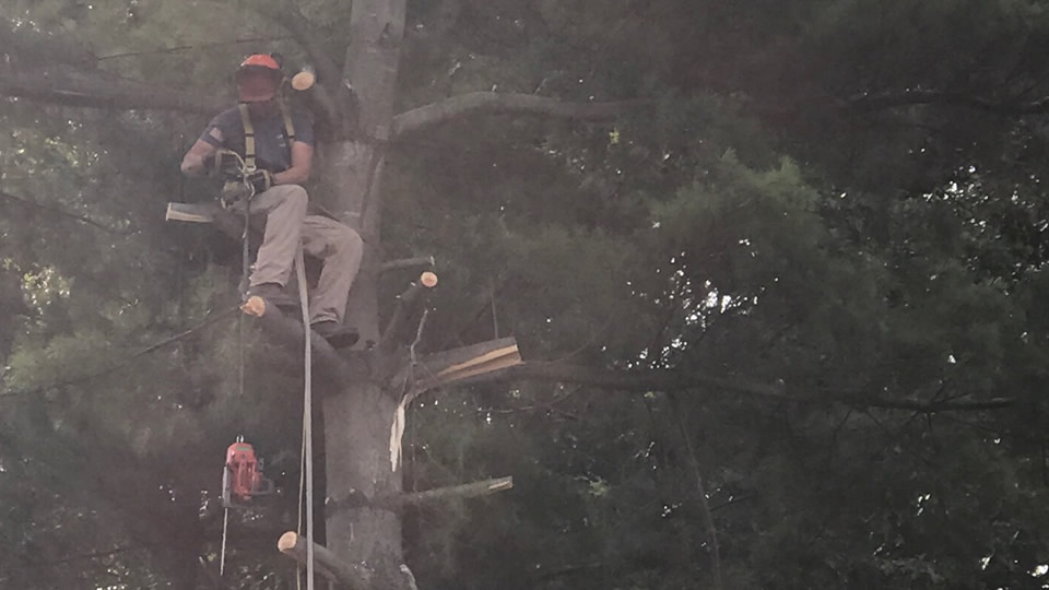 Tree Care Services
