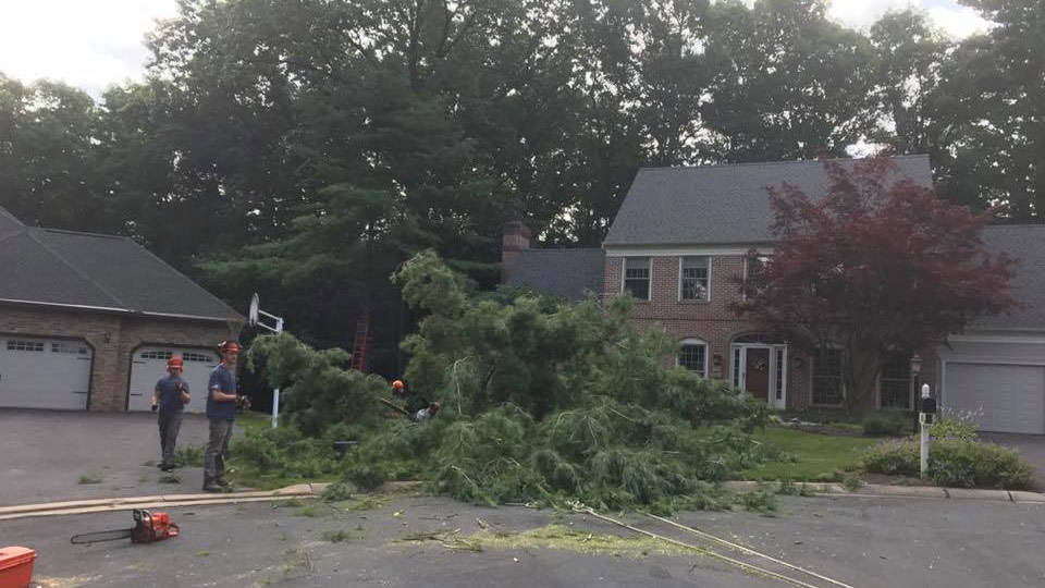 Tyrone Tree Care
